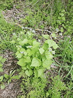 Alliaire officinale - Allaria petiolata (photo Mrugala F., Affoux, aou 2024)(1)